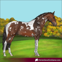 Horse Color:White Spotted Bay Tobiano 