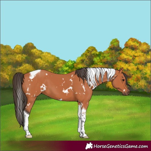 Horse Color:White Spotted Bay Tobiano