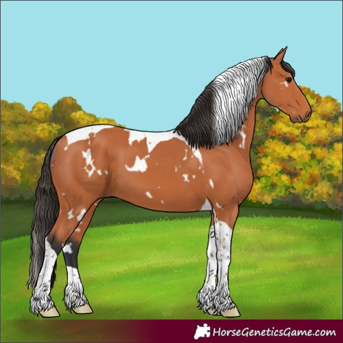 Horse Color:White Spotted Bay Tobiano 
