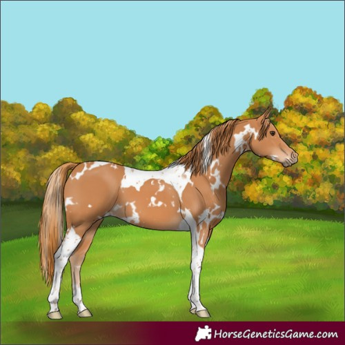 Horse Color:White Spotted Chestnut Tobiano