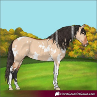 Horse Color:White Spotted Bay Dun Tobiano 