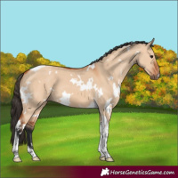 Horse Color:White Spotted Bay Dun Tobiano