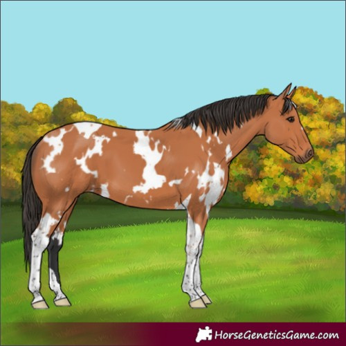 Horse Color:White Spotted Bay Tobiano 
