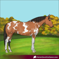 Horse Color:White Spotted Bay Tobiano
