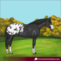 Horse Color:Unknown 