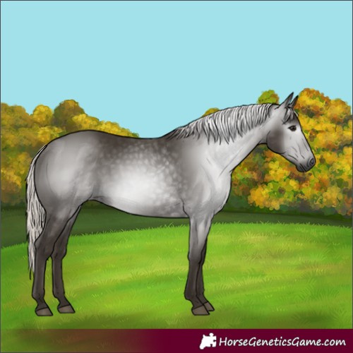Horse Color:Gray Silver Black