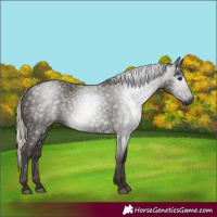 Horse Color:Gray Silver Black