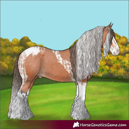 Horse Color:Bay Splash Tobiano Appaloosa  and Bay Splash Tobiano Appaloosa 