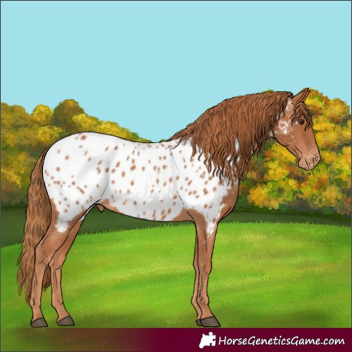 Horse Color:Chestnut Appaloosa