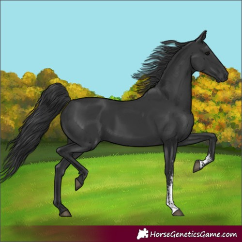 Horse Color:Black Sabino 
