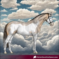 Horse Color:Buckskin Roan Splash Frame 