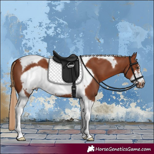 Horse Color:Chestnut Tobiano Frame 