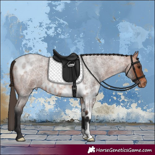Horse Color:Bay Roan Skewed Appaloosa 