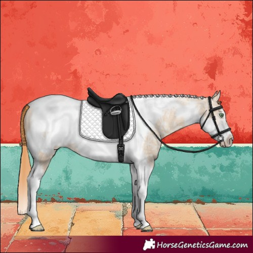 Horse Color:Gold Champagne Ice Dun Tobiano Frame 