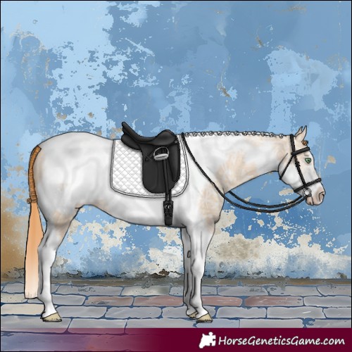 Horse Color:Gold Champagne Ice Dun Tobiano Frame 