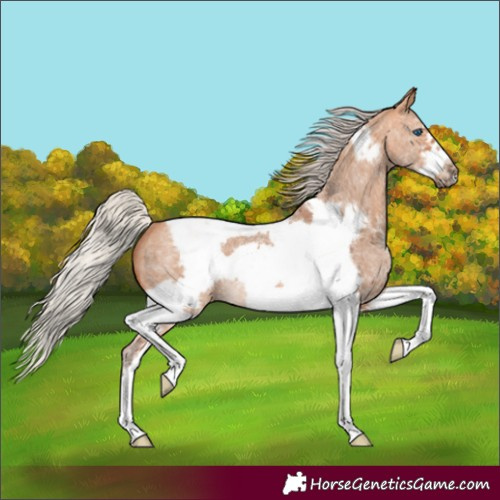 Horse Color:Silver Bay Dun Sabino Tobiano Frame Rabicano