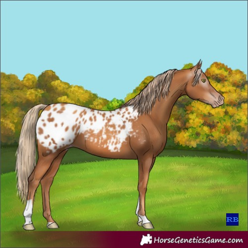 Horse Color:Gray Gold Champagne Tobiano Appaloosa 