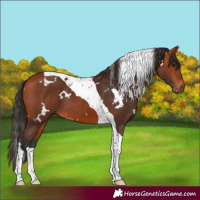 Horse Color:White Spotted Bay Tobiano 