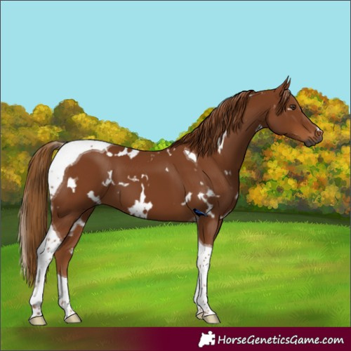 Horse Color:Gray White Spotted Chestnut Tobiano