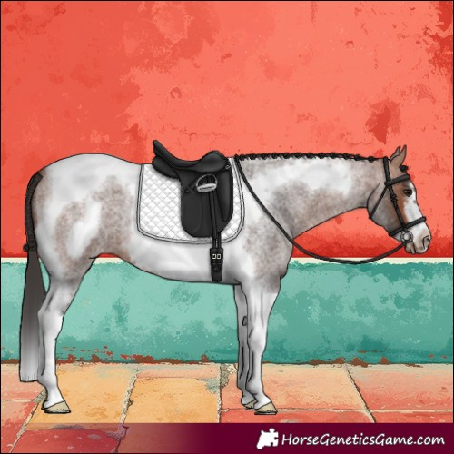 Horse Color:Bay Roan Tobiano Frame 