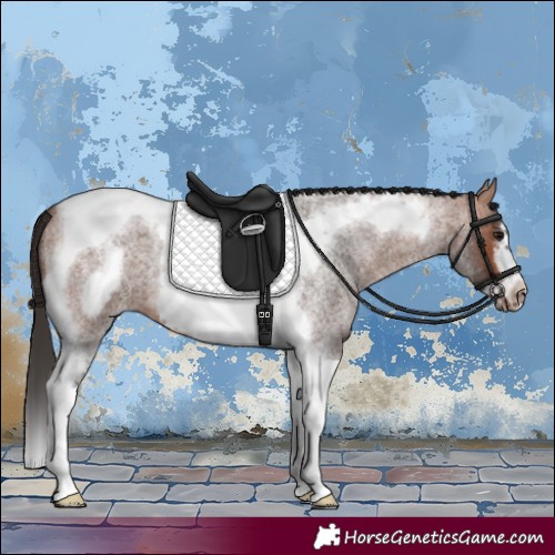 Horse Color:Bay Roan Tobiano Frame 