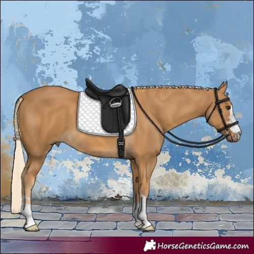 Horse Color:Palomino 