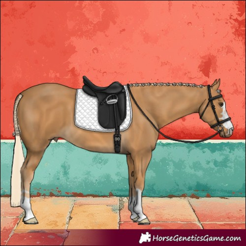 Horse Color:Palomino 