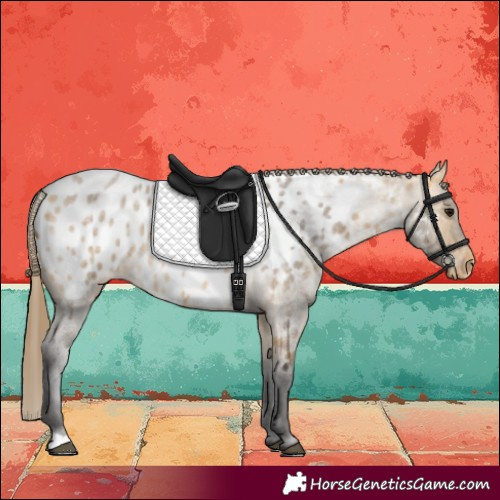 Horse Color:Buckskin Roan Appaloosa 