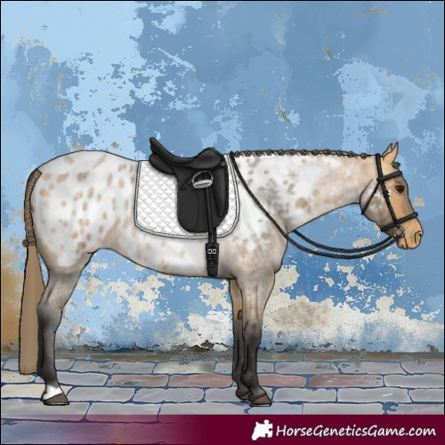 Horse Color:Buckskin Roan Appaloosa 