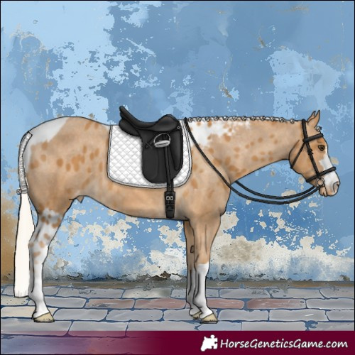 Horse Color:Palomino Skewed Appaloosa