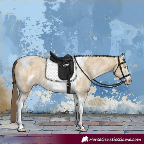 Horse Color:Amber Cream Champagne Ice Dun Tobiano Frame 