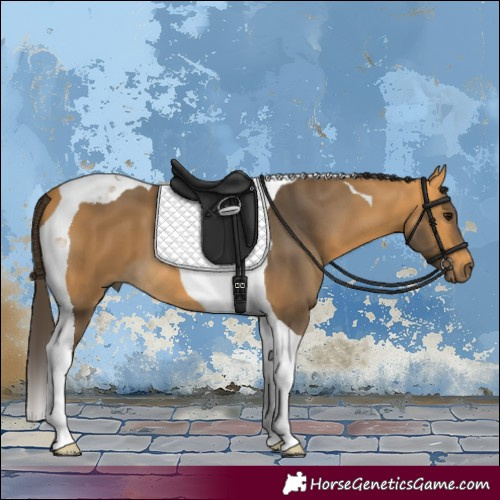 Horse Color:Buckskin Tobiano 