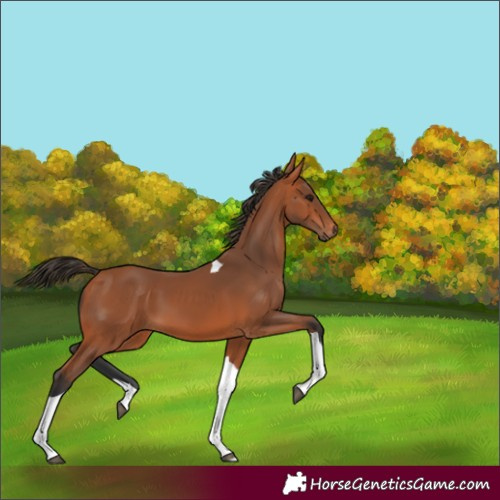 Horse Color:Bay Tobiano 