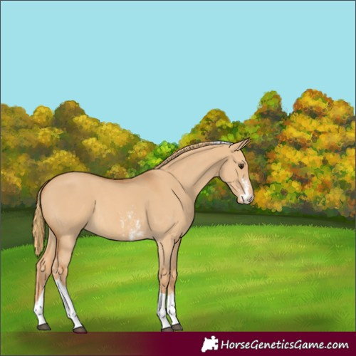 Horse Color:Red Dun Sabino Tobiano 