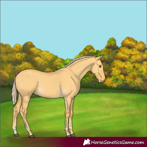 Horse Color:Palomino Dun 