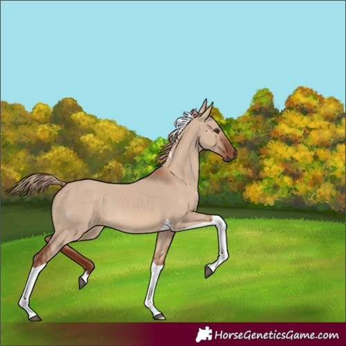 Horse Color:Red Dun Tobiano Rabicano 