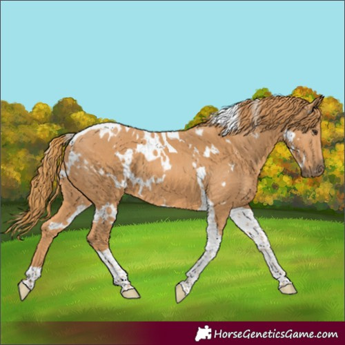 Horse Color:Unknown 