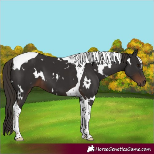 Horse Color:White Spotted Liver Chestnut Tobiano 