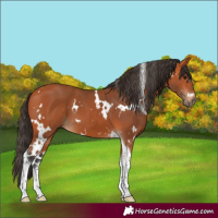 Horse Color:White Spotted Bay Tobiano