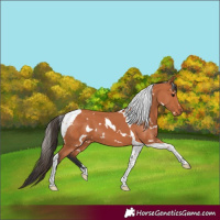 Horse Color:White Spotted Bay Tobiano 