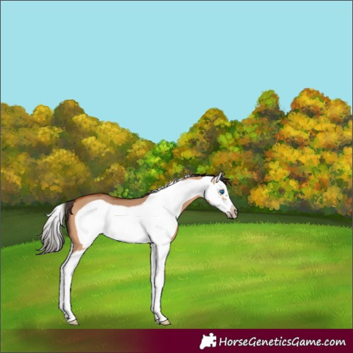 Horse Color:Bay Dun Splash Frame 