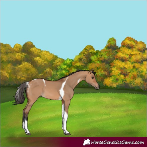 Horse Color:Bay Dun Tobiano 