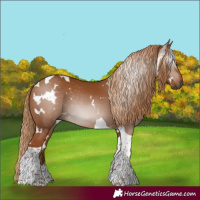 Horse Color:Gray White Spotted Chestnut Tobiano