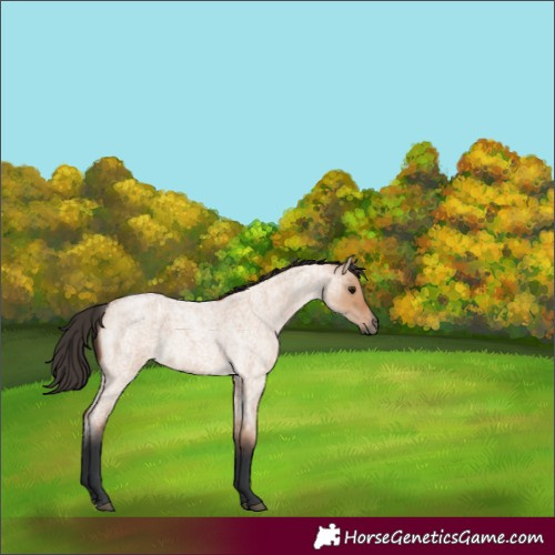 Horse Color:Bay Roan Dun 
