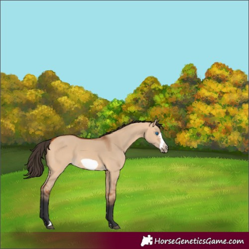Horse Color:Bay Dun Frame