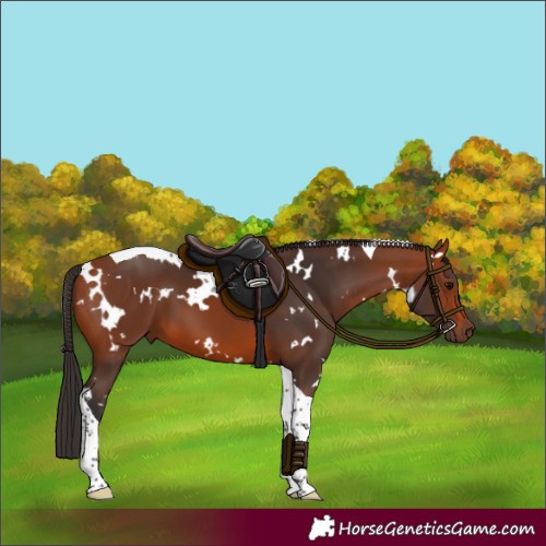 Horse Color:White Spotted Bay Tobiano 