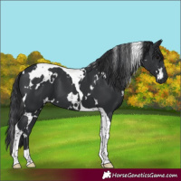 Horse Color:White Spotted Black Tobiano 