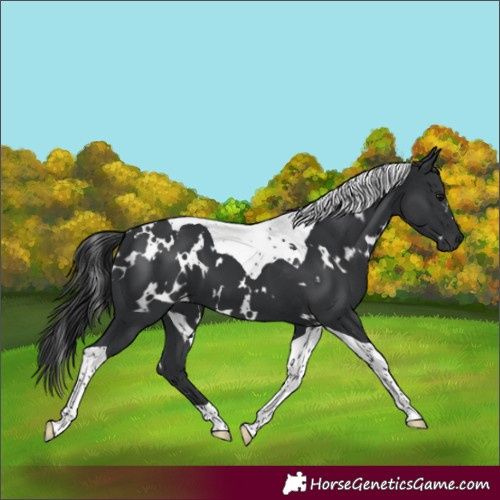 Horse Color:White Spotted Black Tobiano