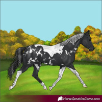 Horse Color:White Spotted Black Tobiano 