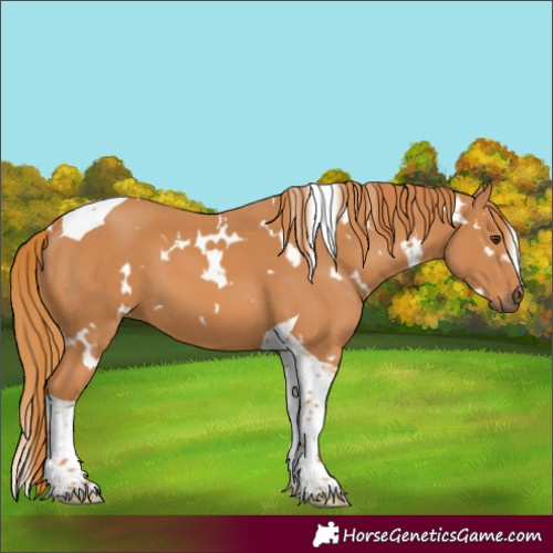 Horse Color:White Spotted Chestnut Tobiano